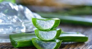 Aloe vera jel ne işe yarar? Aloe vera jel ne işe yarar?